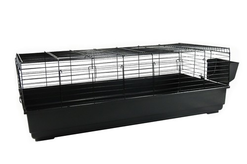 Rabbit guinea pig - guinea,