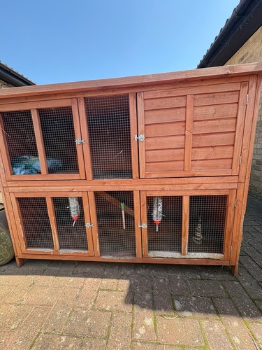 Double rabbit guinea pig - xl,