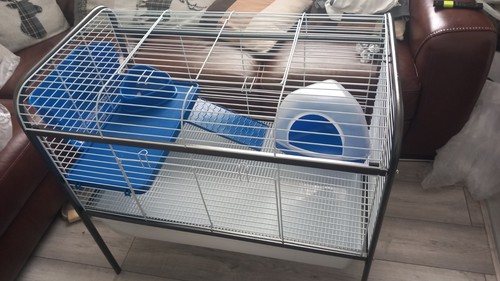 Guinea pig cage little - guinea,