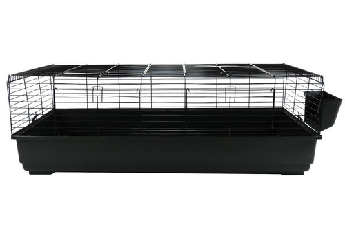 Rabbit guinea pig indoor - rabbit,