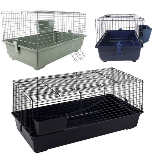 Rabbit guinea pig single - pig, level