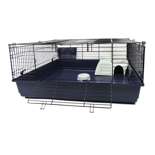 Rabbit guinea pig - rabbit,